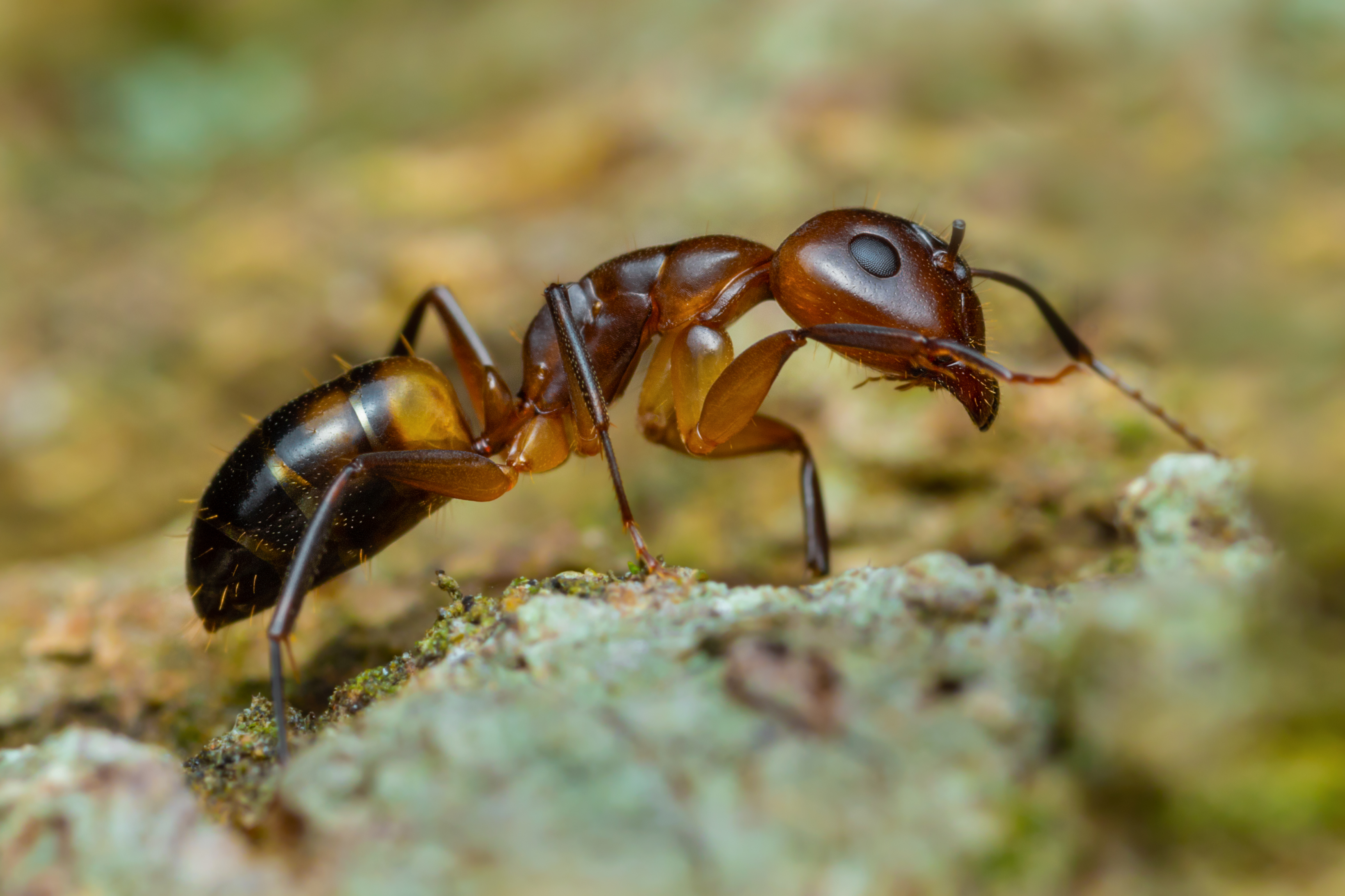 Find a solution to your ant control problem.